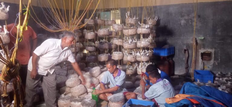 MUSHROOM CULTIVATION PROJECT